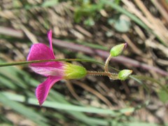 Oxalis stellata