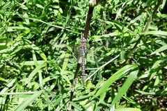 Rhionaeschna diffinis