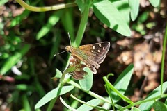 Butleria bissexguttatus