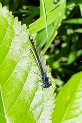 Cyanallagma interruptum