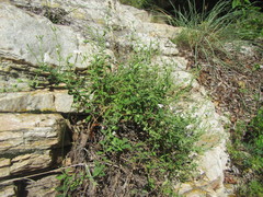 Chaenostoma decipiens