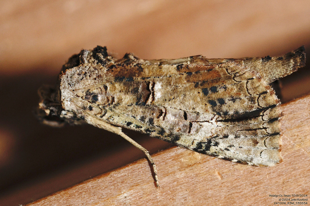 Glossy Prominent