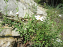 Chaenostoma decipiens