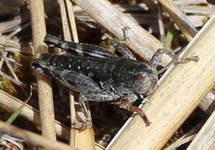 Catantopinae