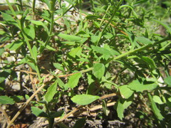 Chaenostoma decipiens