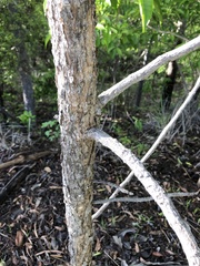 Canarium australianum