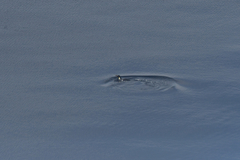 Aptenodytes forsteri