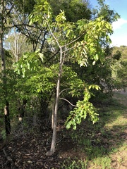 Canarium australianum