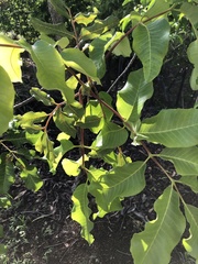 Canarium australianum