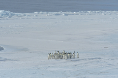 Aptenodytes forsteri