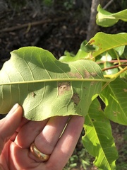 Canarium australianum