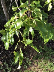 Canarium australianum