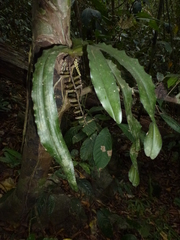 Pomatocalpa spicatum