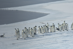 Aptenodytes forsteri