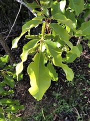 Canarium australianum