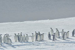 Aptenodytes forsteri