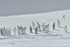 Aptenodytes forsteri