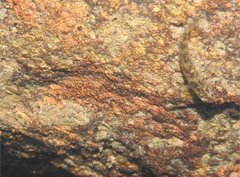 Rhinogobius duospilus