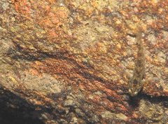 Rhinogobius duospilus