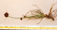 Cyperus usitatus