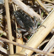 Catantopinae