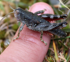 Catantopinae
