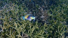 Chlorurus japanensis