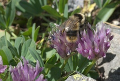 Trifolium parryi