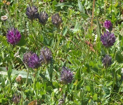 Trifolium parryi