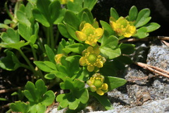 Ranunculus pygmaeus