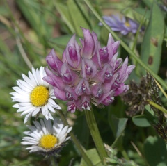 Trifolium parryi
