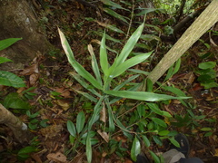 Dracaena