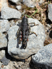 Catantopinae