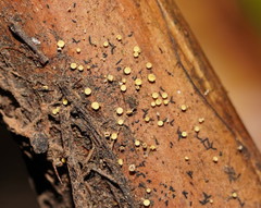 Lachnum pteridophyllum