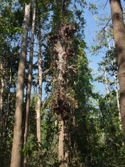 Drynaria quercifolia