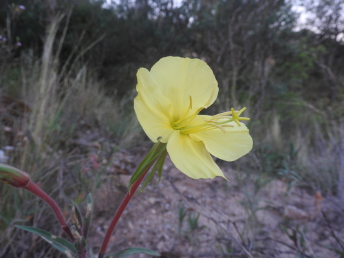 longflower evening primrose (Oenothera affinis)