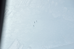 Aptenodytes forsteri