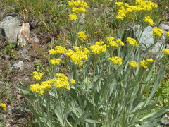Senecio atratus