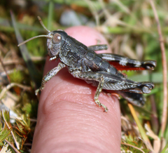 Catantopinae