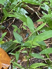 Caryanda spuria