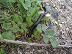 Archispirostreptus syriacus