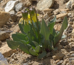 Senecio amplectens holmii