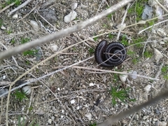 Archispirostreptus syriacus