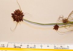 Cyperus usitatus