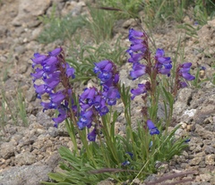 Penstemon hallii