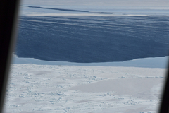 Aptenodytes forsteri