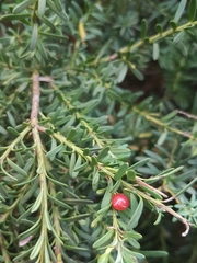 Podocarpus lawrencei