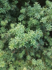 Podocarpus lawrencei