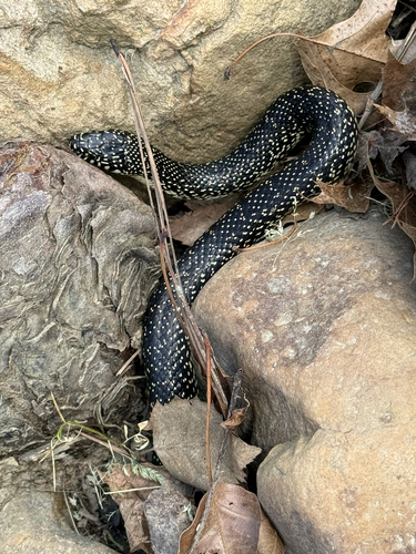Speckled Kingsnake