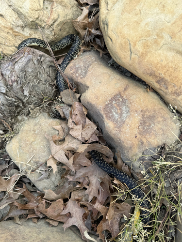Speckled Kingsnake